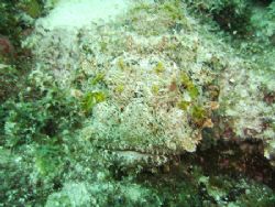 Scorpion fish up close and personal by Alison Hargadine 